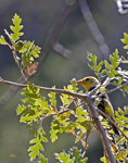 Western Tanager 2108